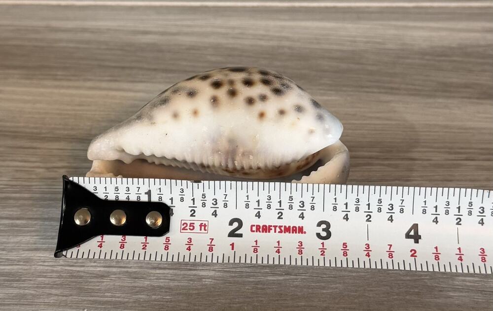 Tiger Cowrie Shell - Craft Beach Decor - Approx 3-3/8“